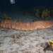 Holothuria - Photo (c) Julien Renoult,  זכויות יוצרים חלקיות (CC BY), הועלה על ידי Julien Renoult