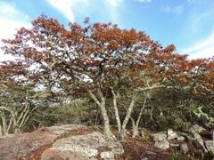 Brachystegia spiciformis