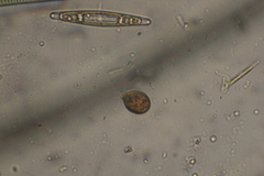 Trachelomonas similis