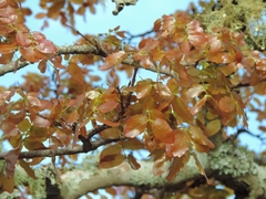 Brachystegia spiciformis