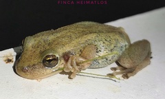 Scinax ruber