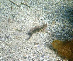 Eupetrichthys angustipes