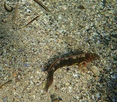 Eupetrichthys angustipes