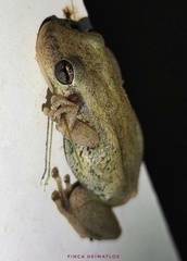 Scinax ruber