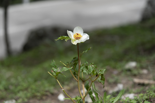 Image of Paeonia clusii by (c) Eleftherios Katsillis, some rights reserved (CC BY)