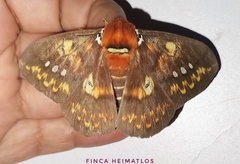 Procitheronia fenestrata