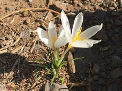 Crocus aleppicus