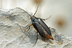 Cebrioninae