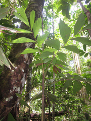 Iriartella setigera