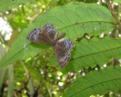 Adelotypa leucophaea
