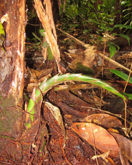 Phenakospermum guyannense