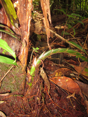 Phenakospermum guyannense