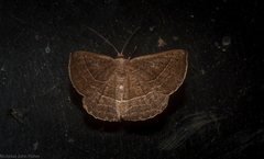 Nadagara xylotrema