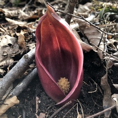 Symplocarpus renifolius
