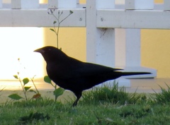 Ptiloxena atroviolacea