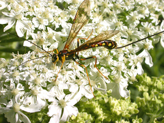 Megarhyssa nortoni