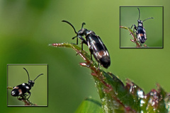 Microhoria