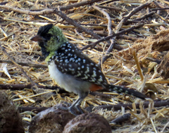 Trachyphonus darnaudii