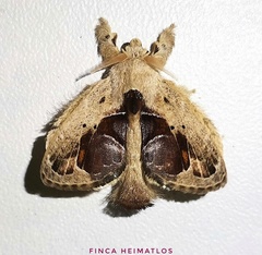 Nesara amisena