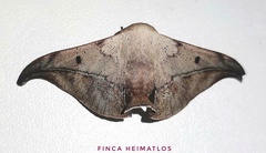 Thaelia beniensis