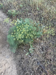 Lomatium klickitatense
