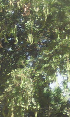 Piliostigma reticulatum