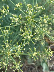 Lomatium klickitatense