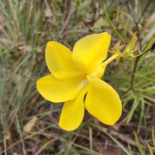 Allamanda angustifolia