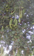 Piliostigma reticulatum