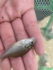 Lepomis microlophus