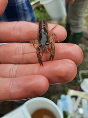 Procambarus kensleyi