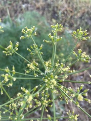 Lomatium klickitatense