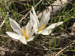 Crocus aleppicus