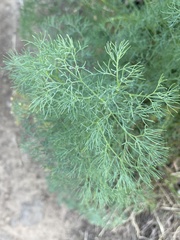 Lomatium klickitatense