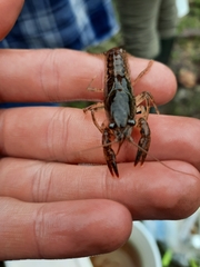 Procambarus kensleyi