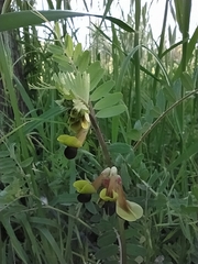 Vicia melanops