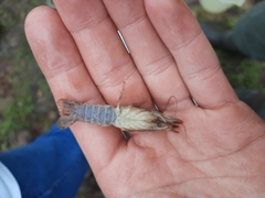 Procambarus kensleyi