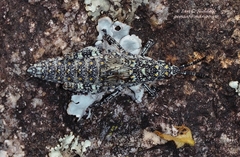Pyrgomorphidae