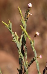 Muraltia polyphylla