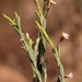 Muraltia polyphylla - Photo (c) Nick Helme, some rights reserved (CC BY-SA), uploaded by Nick Helme