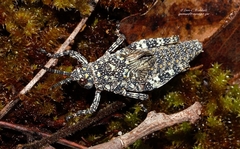 Pyrgomorphidae