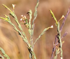 Muraltia polyphylla