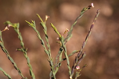 Muraltia polyphylla