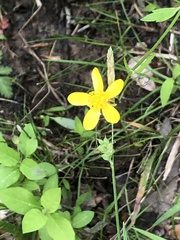 Ranunculus hispidus nitidus
