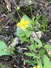 Ranunculus hispidus nitidus