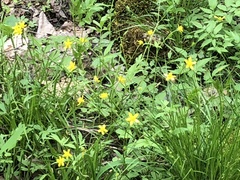 Ranunculus hispidus nitidus