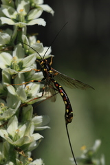 Megarhyssa nortoni