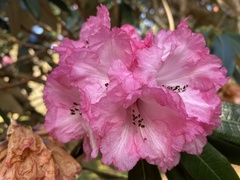 Rhododendron fortunei