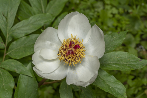 Image of Paeonia clusii by (c) Eleftherios Katsillis, some rights reserved (CC BY)
