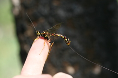 Megarhyssa nortoni